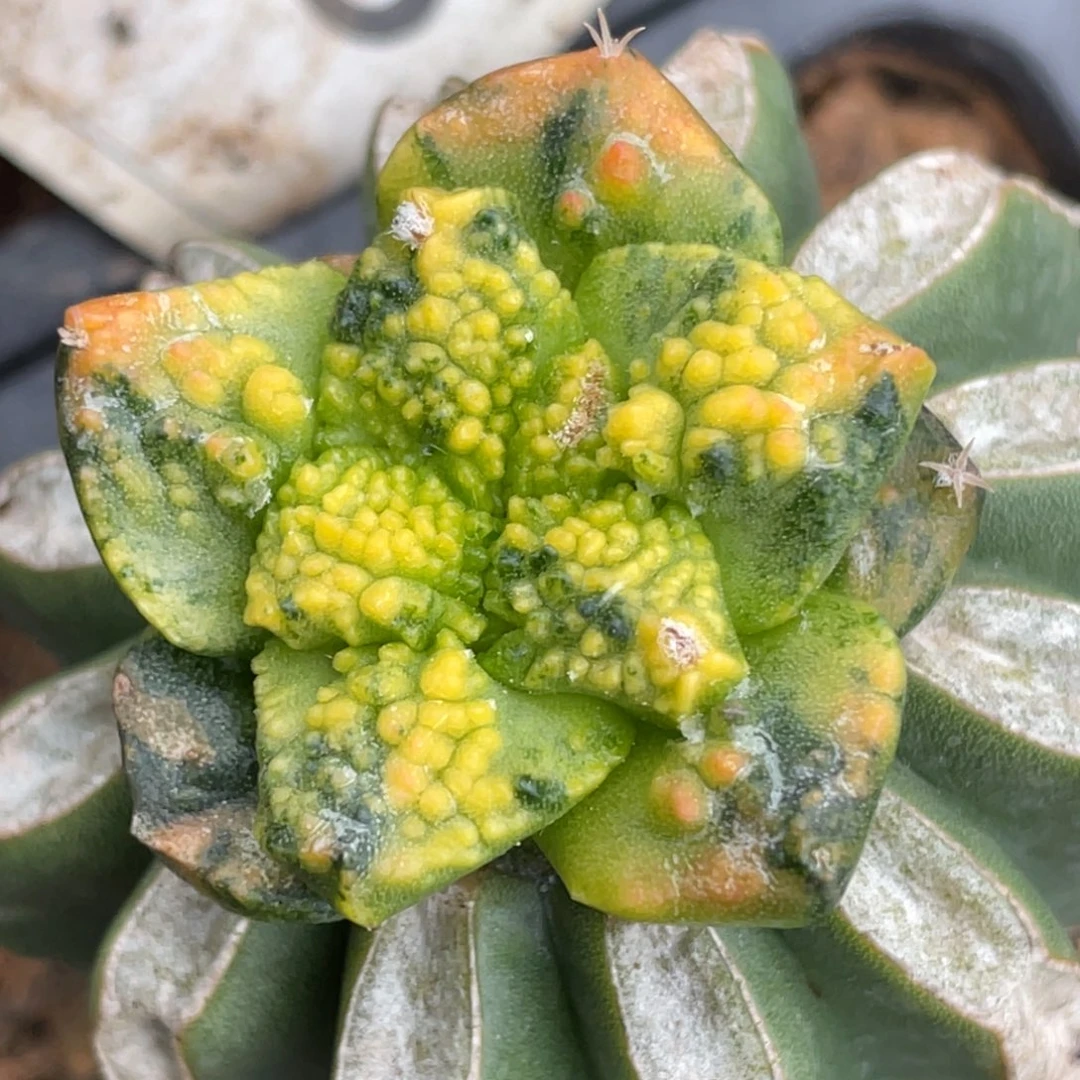 向***葵全部花朵花斑锦 牡丹锦 仙人球