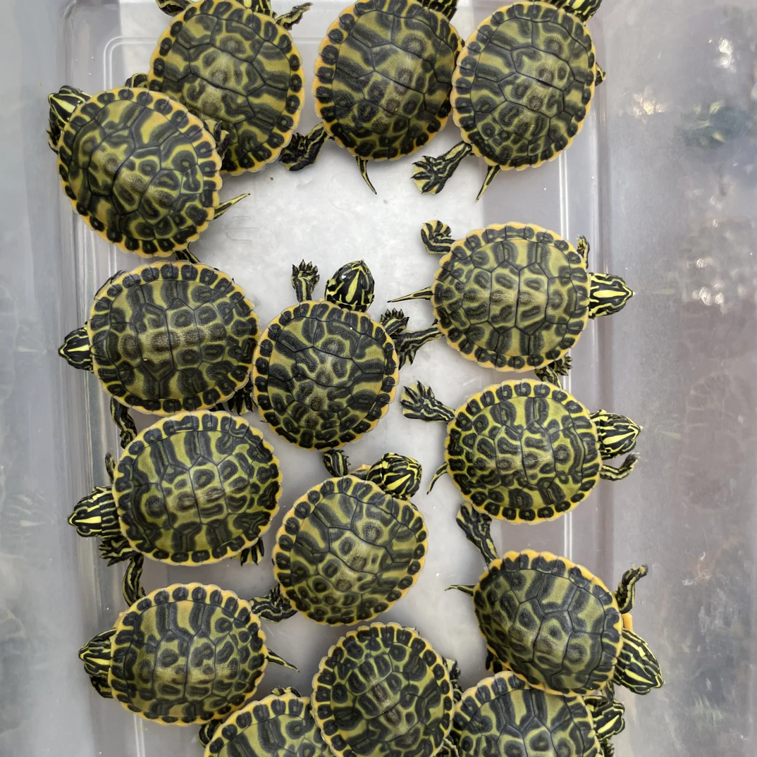 15条幽灵基因红腹公温苗