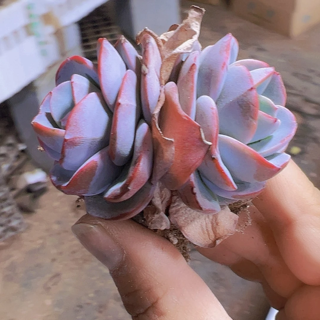 布鲁兰19包邮多肉植物