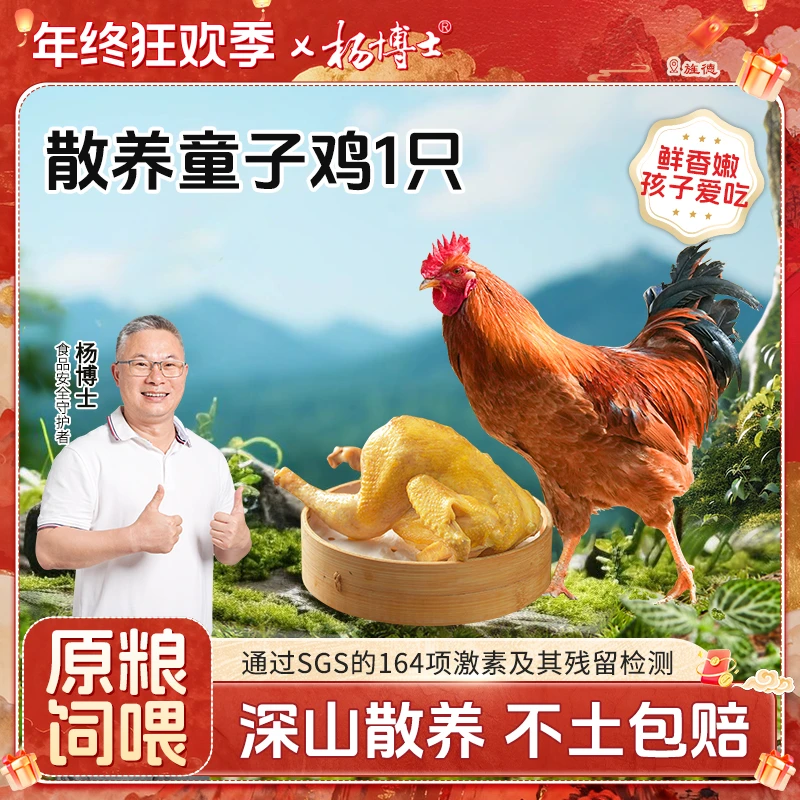 【食安放心童子鸡】杨博士深山散养低脂土鸡新鲜现杀仔公鸡清蒸美味