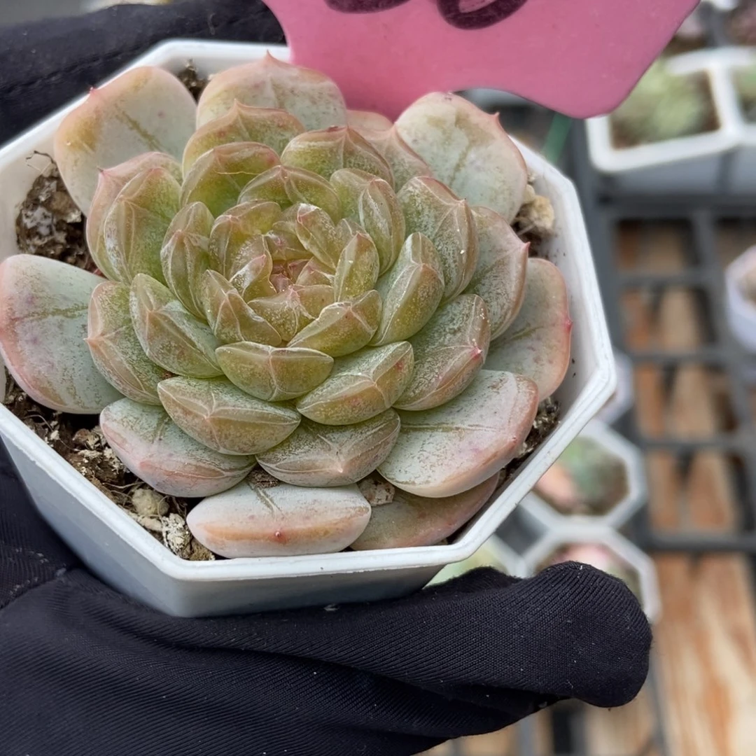 936白恋多肉植物多肉