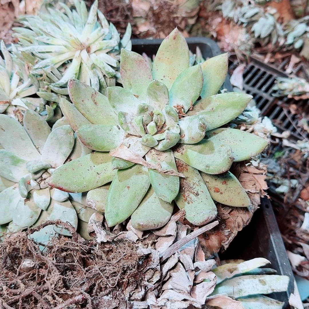 1811瑕疵框拍不售后