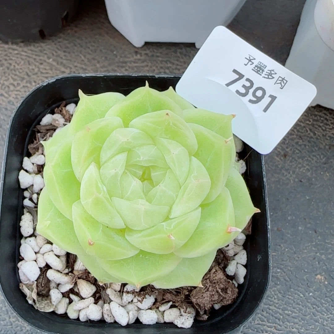 梨花白，7391多肉植物