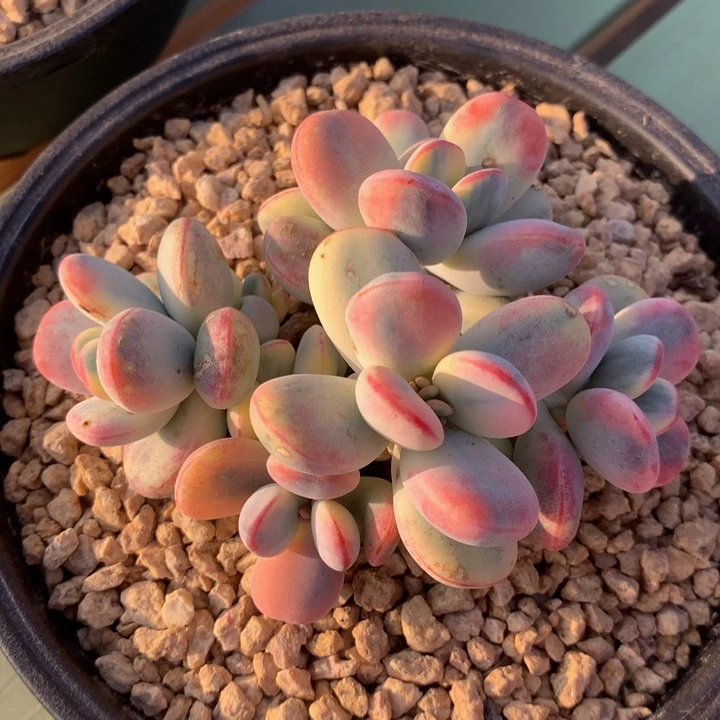 乒乓福娘锦，一物一拍