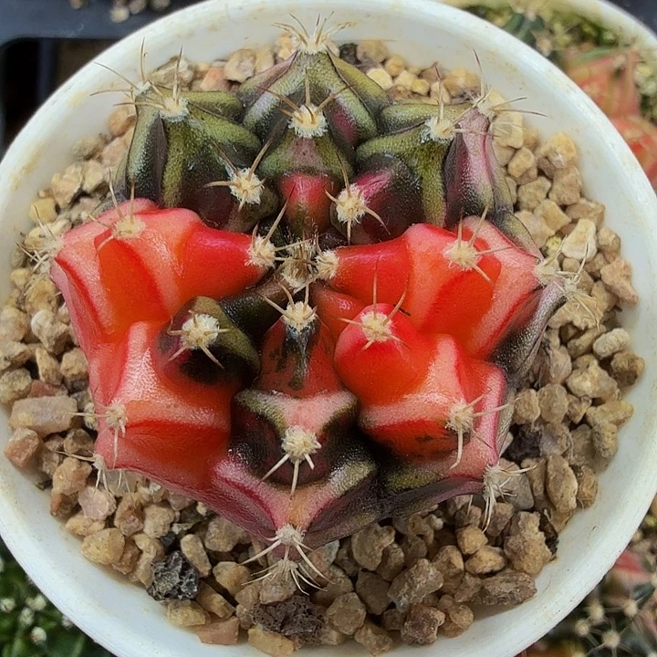 当前无花朵，栽培后可花朵