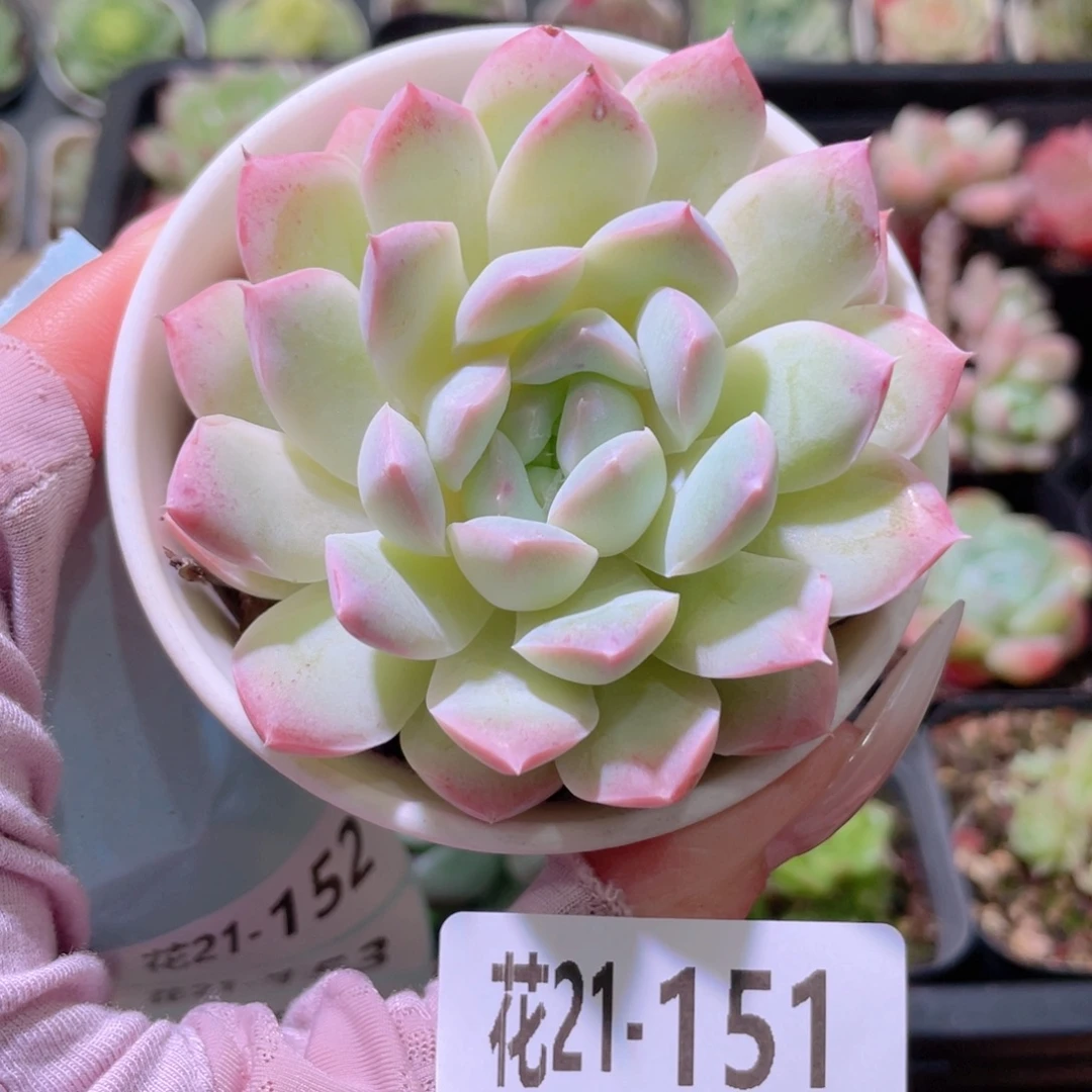 花利美21-151新品