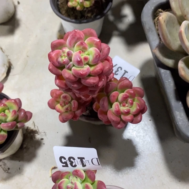 风****137汤姆猫多肉植物