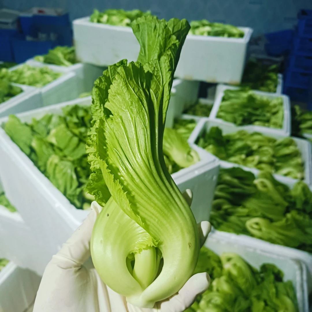 正宗水东芥菜心精品菜酒店专供特色菜芥菜心