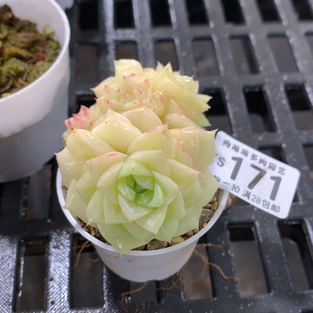 肉萌萌拇指盆精控多肉ZS171