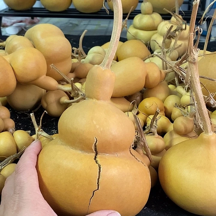 狼*腾葫芦的颜色是蓝色的