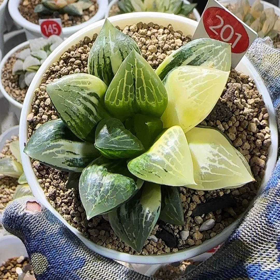 201号实生寿 锦 7 厘米左右一物一拍带盆发货