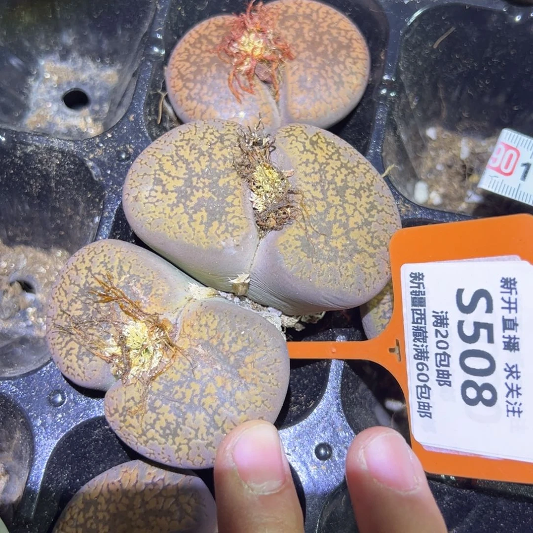 508 一物一拍，默认有伤，介意勿拍，不退不换