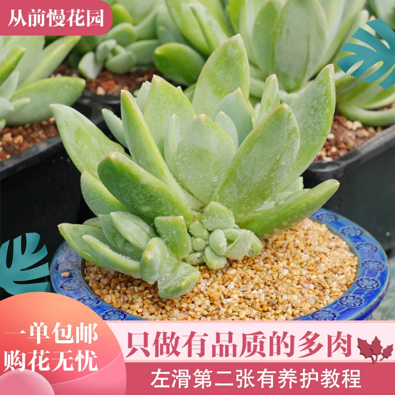 05-月半弯美人-从前慢花园东云系晨露多肉植物