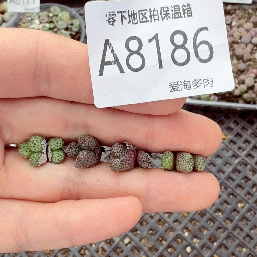 8186–—零下地区需拍保温箱