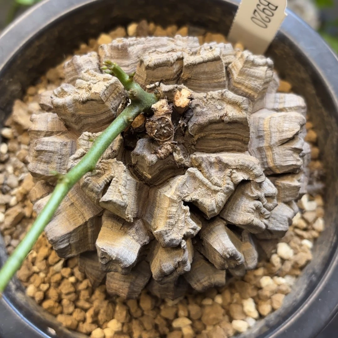 920日系龟甲龙不退不换