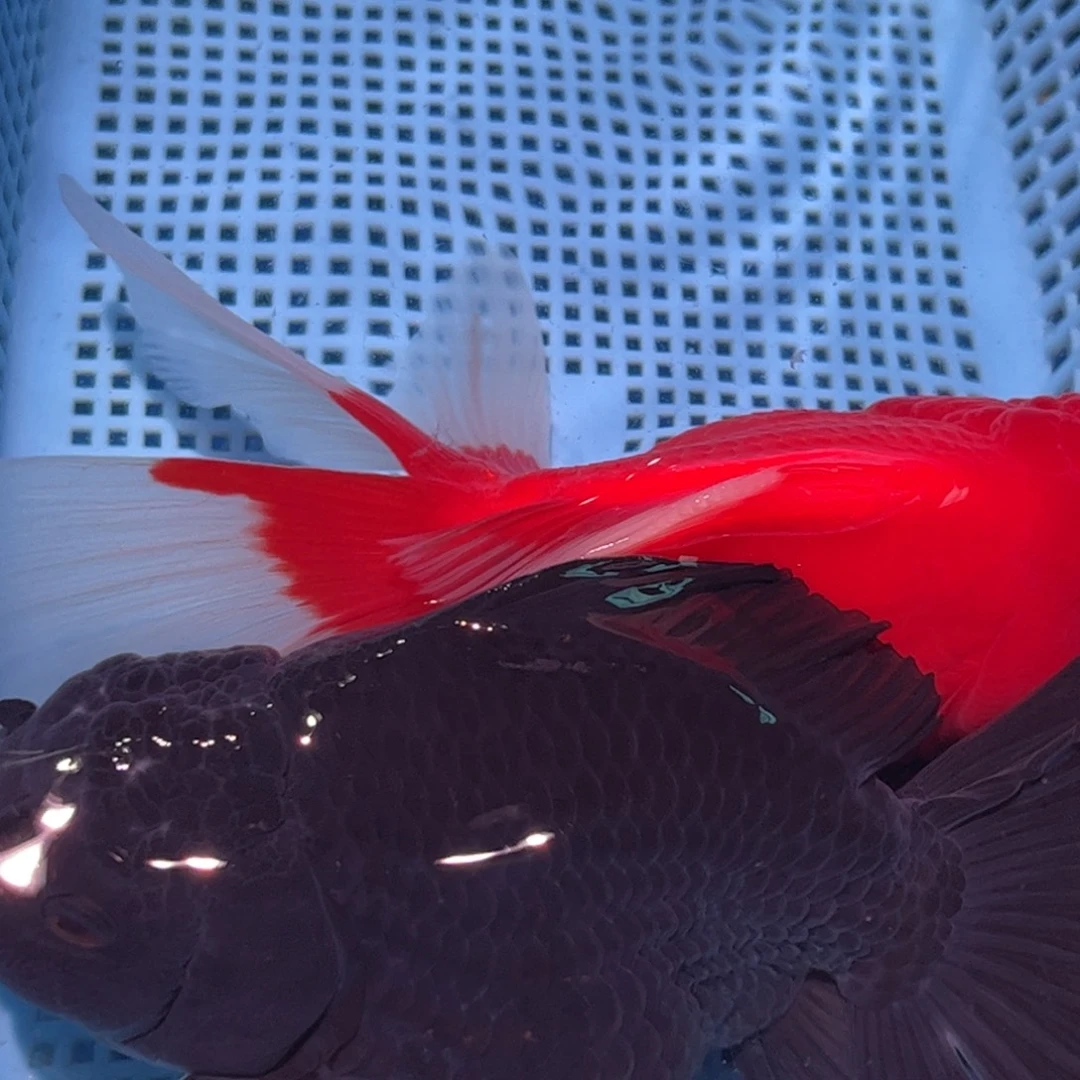 狮头鱼直播间一物一拍