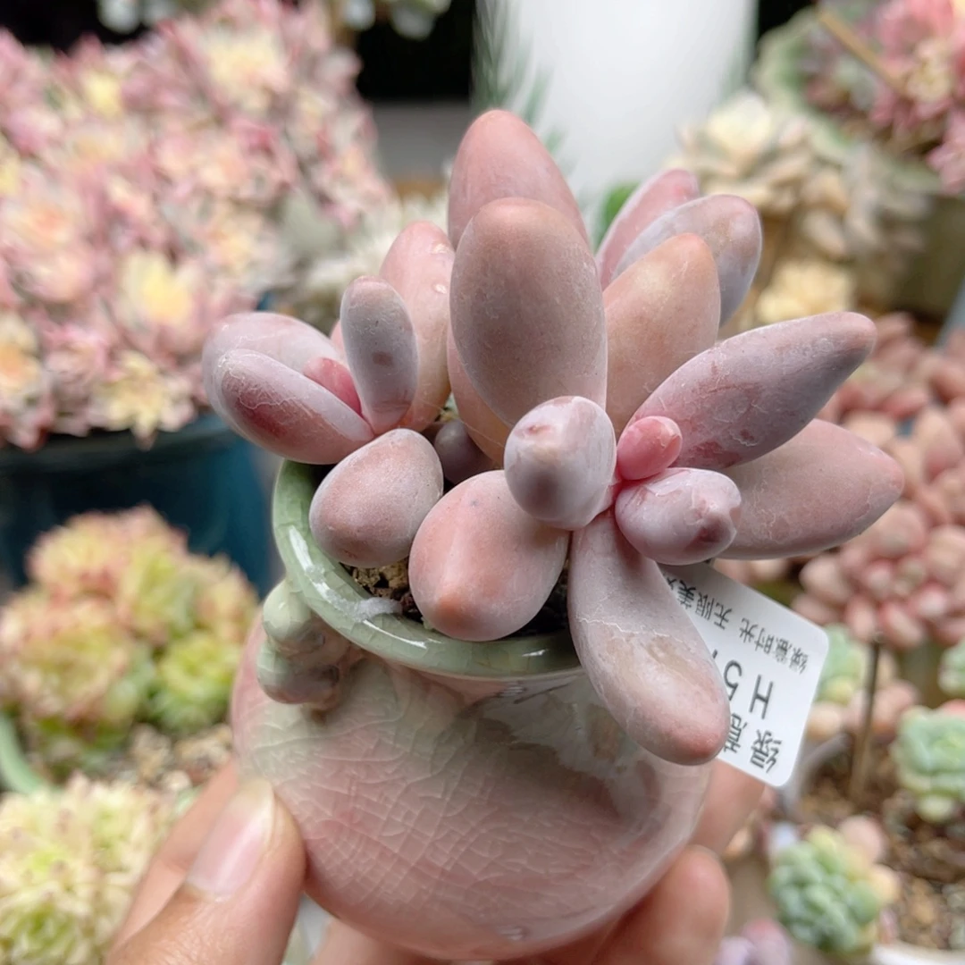 573 彩红美人 带陶瓷盆发货 满28包邮