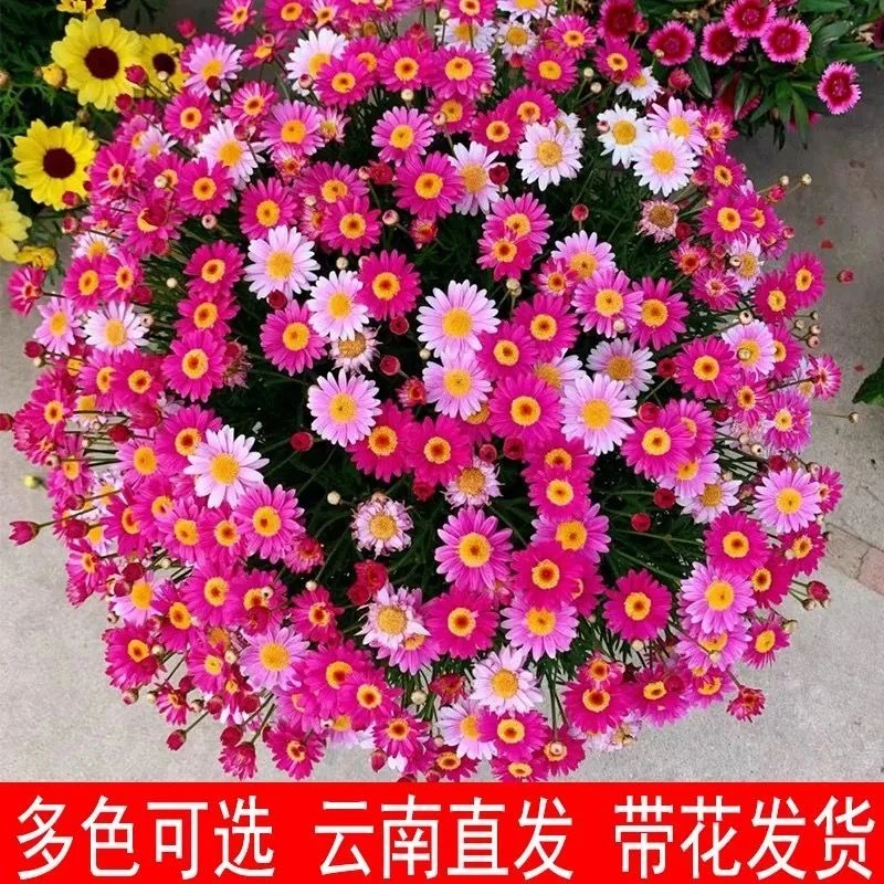 130盆玛格丽特盆栽花苞阳台庭院多年生雏菊四季花卉开花植物耐寒