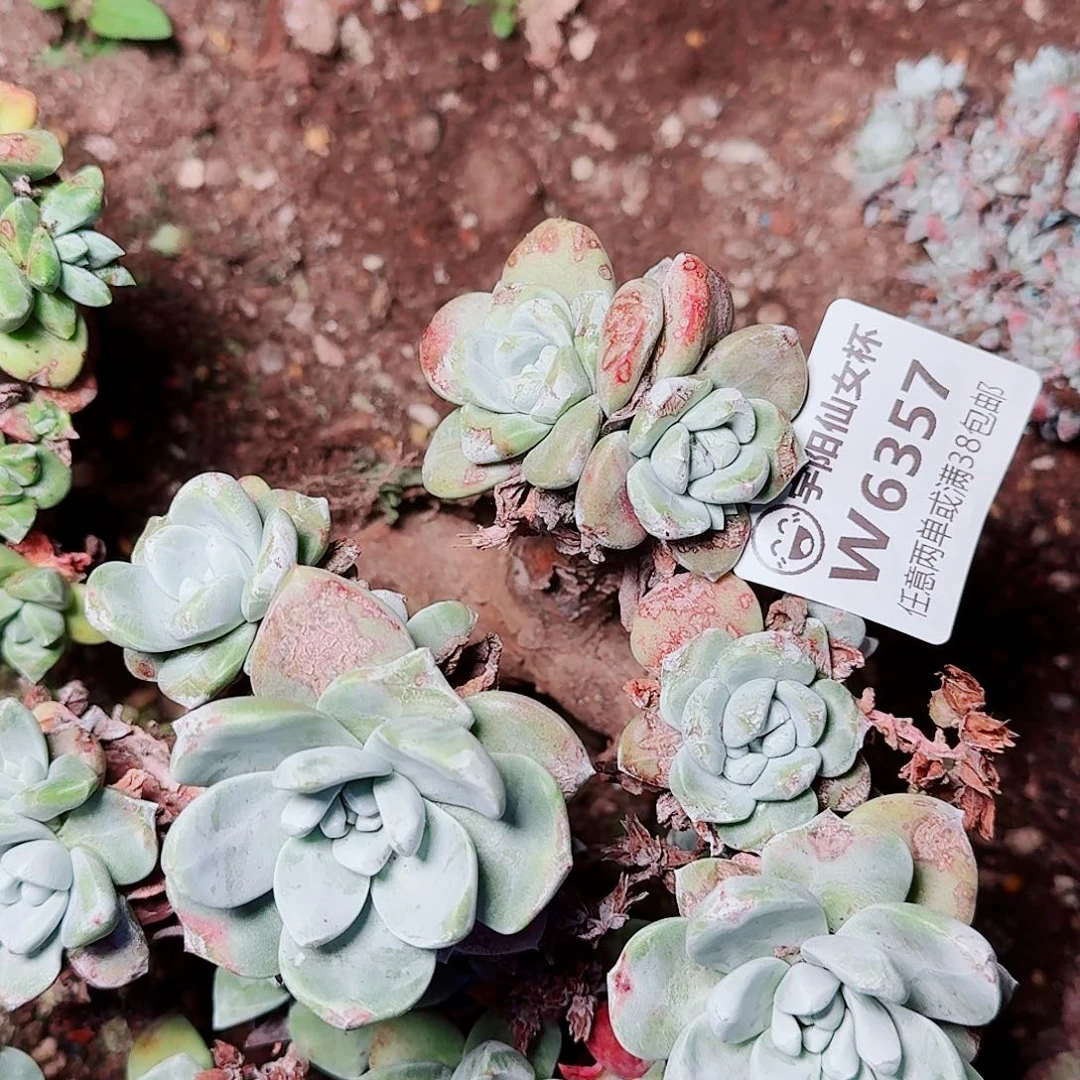 6357野泡芙苹果叶多肉