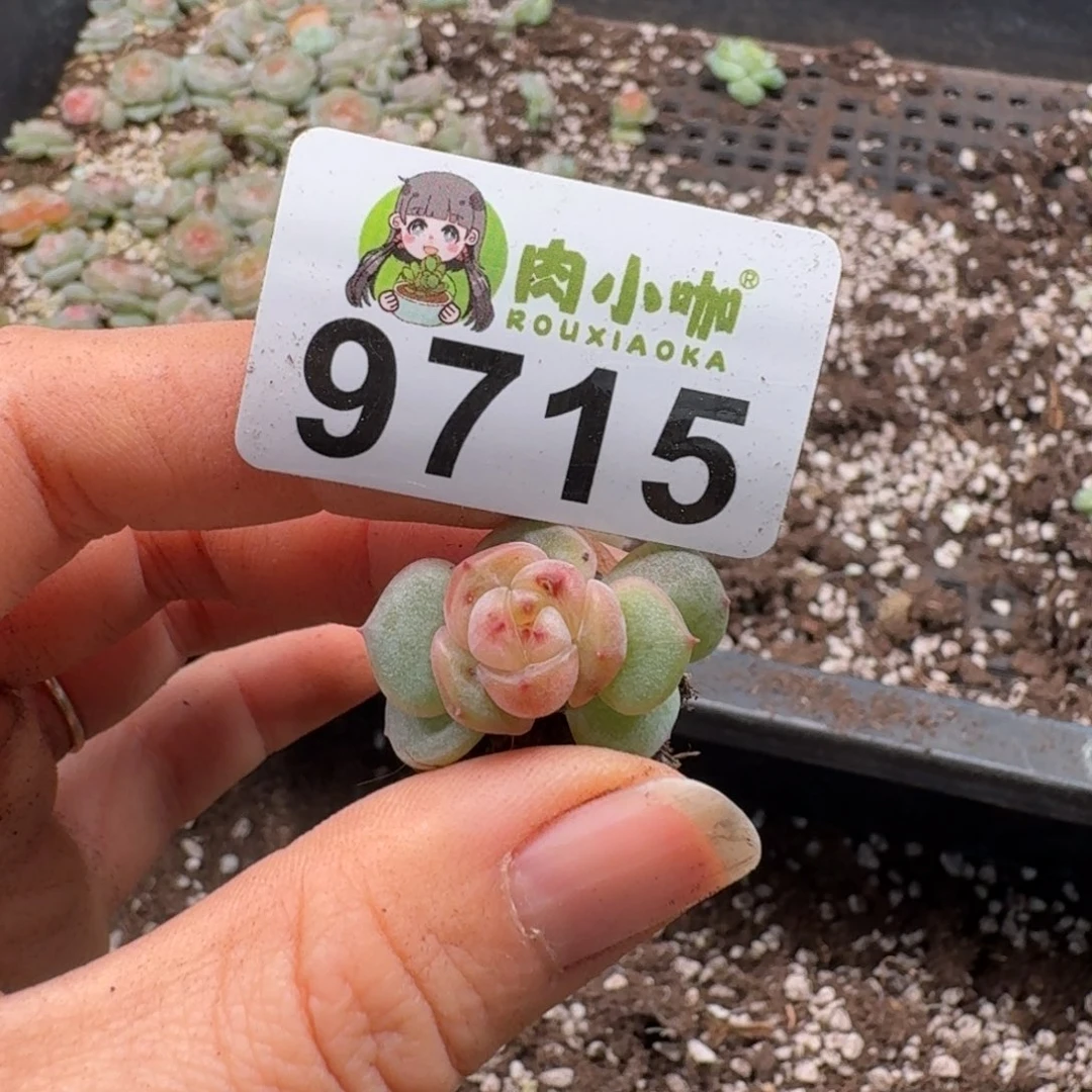 紫***铃多肉植物多肉植物