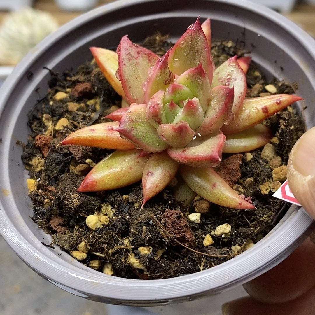 1950 小雷奥帕德锦 需延时发货