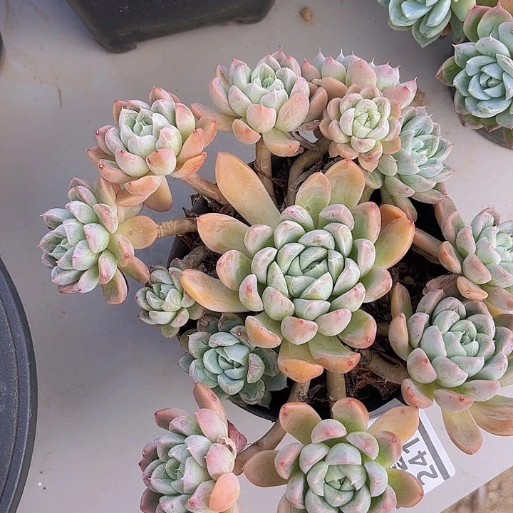 艾莎公主24142多肉植物