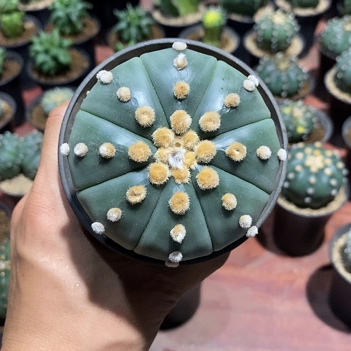 琉璃兜实生脱土发货