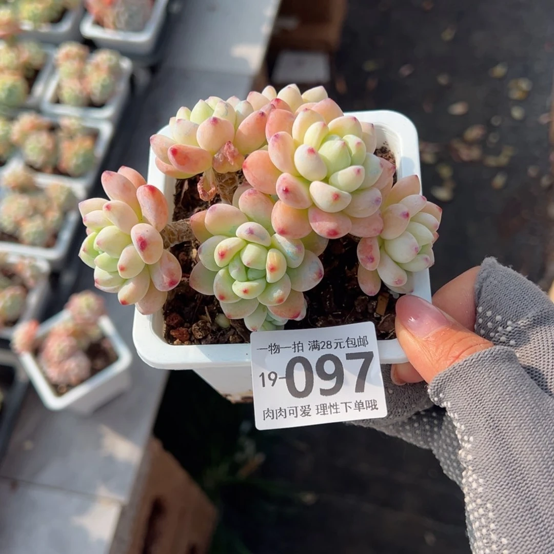 兰*贝樱花罗绮多肉多肉多肉多肉