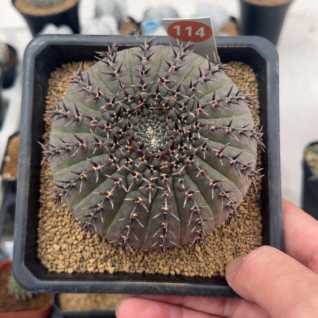 114黑刺凤头带盆带土