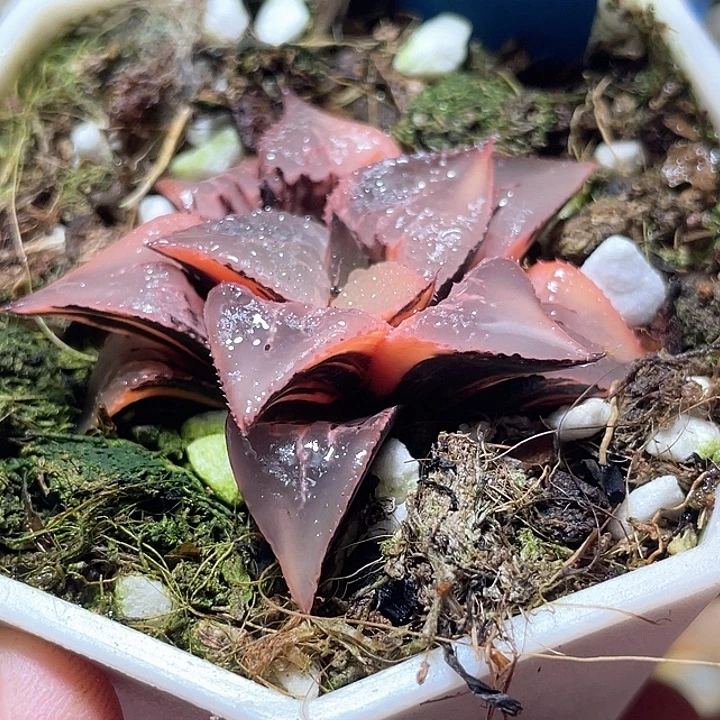 729超锦酒吞特选福利