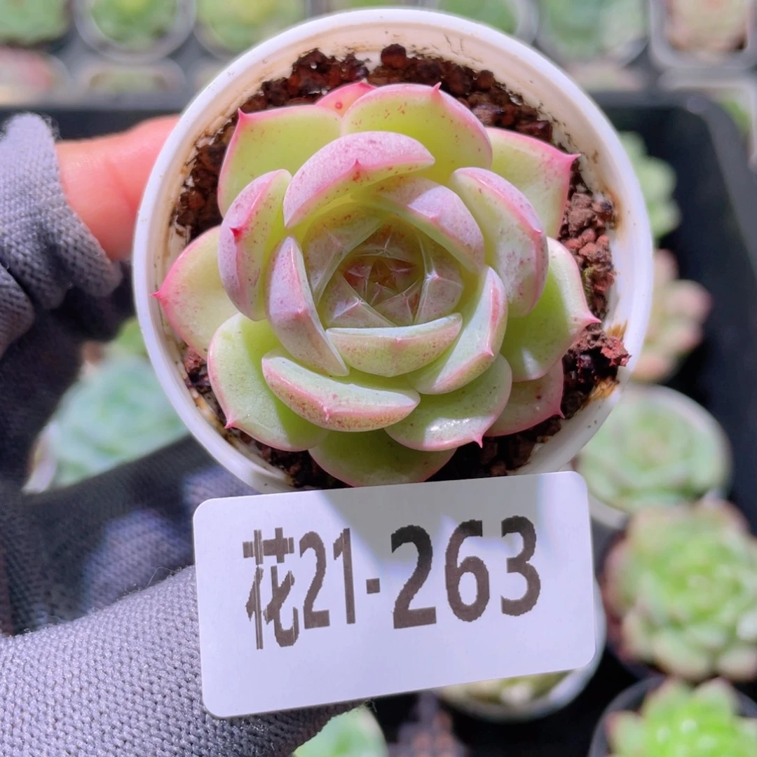 花利美21-263霞光