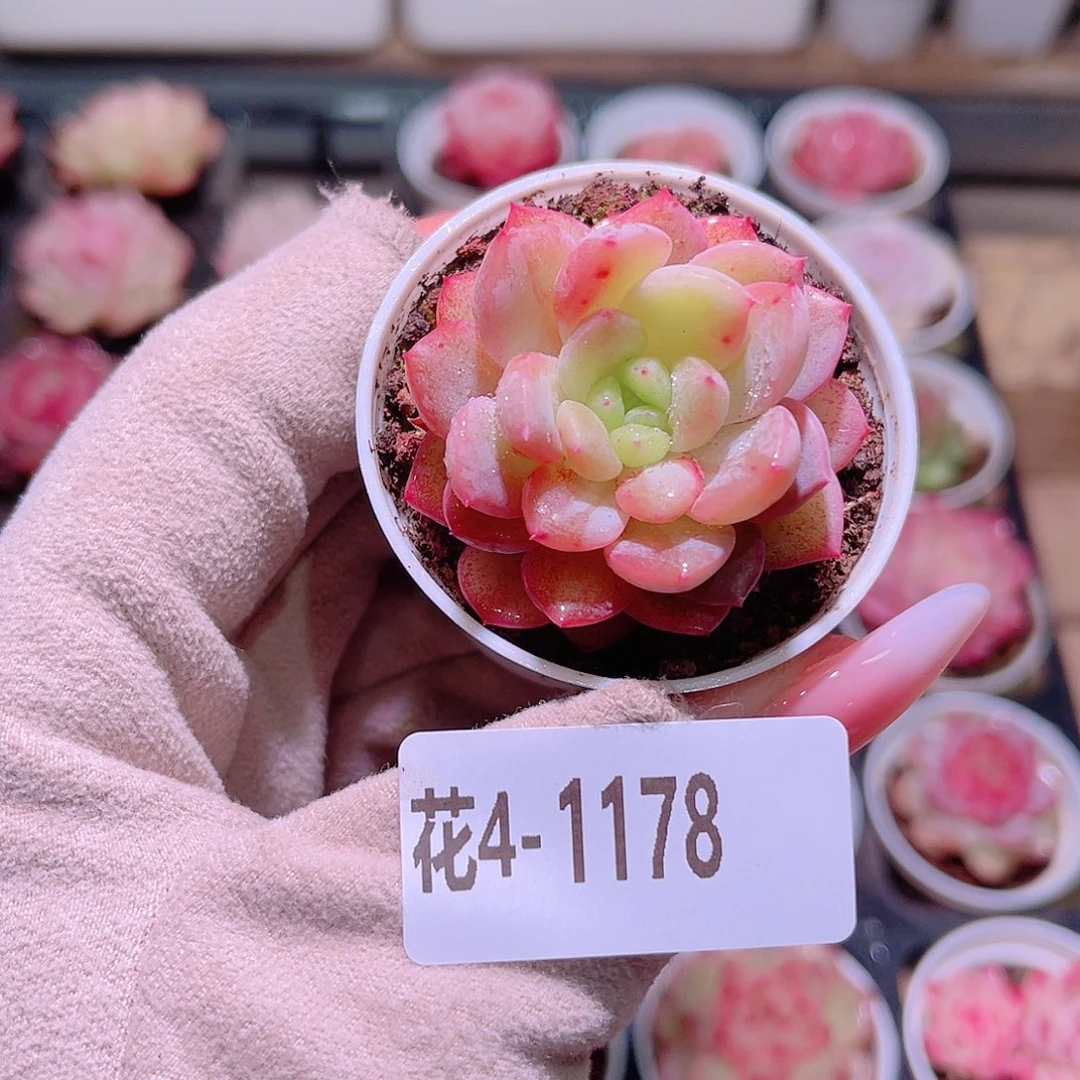 花利美4-1178新品锦