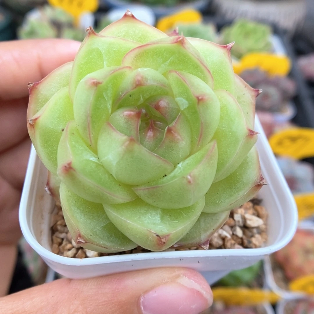 油透麦秆280号。