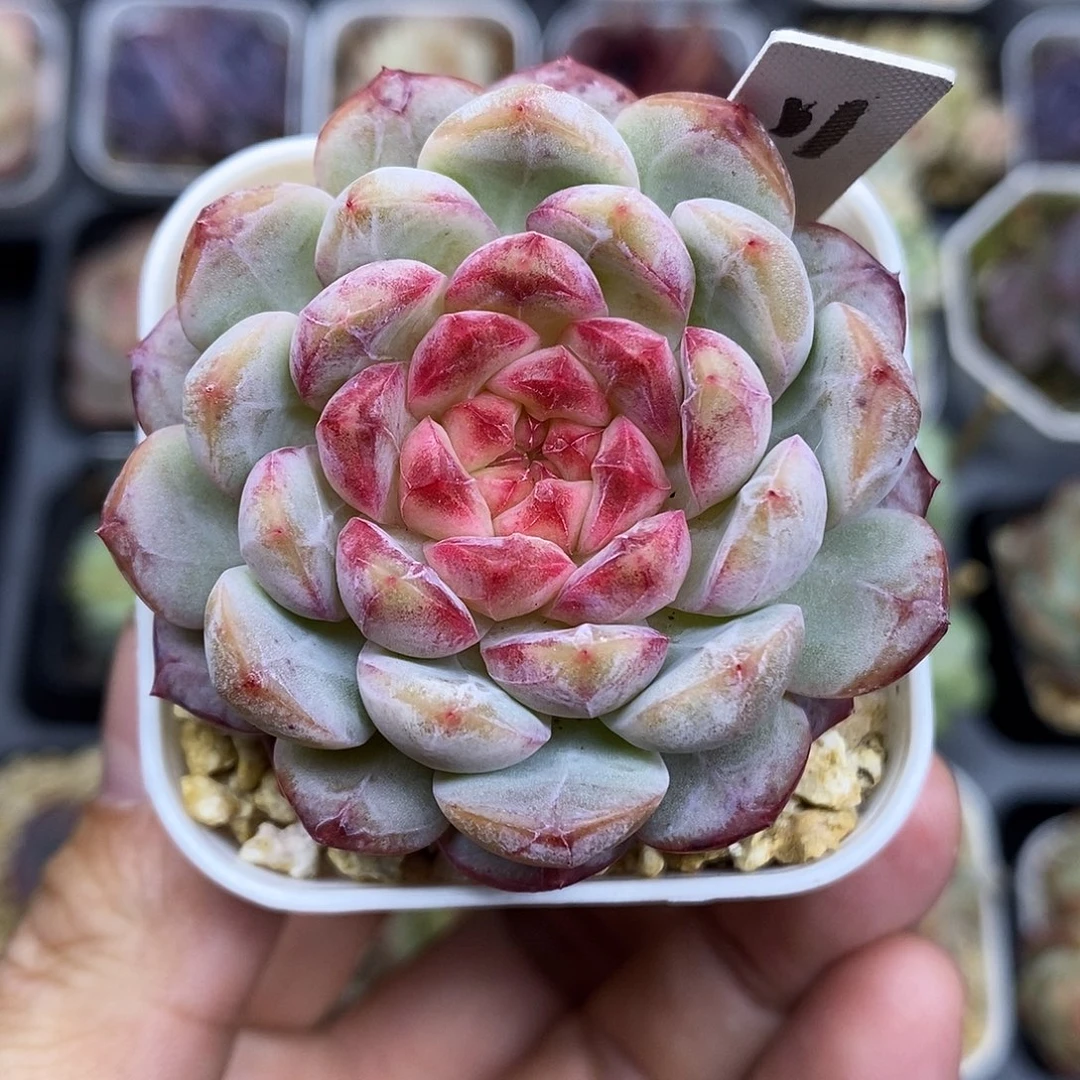 葡萄珍妮5厘米盆多肉植物