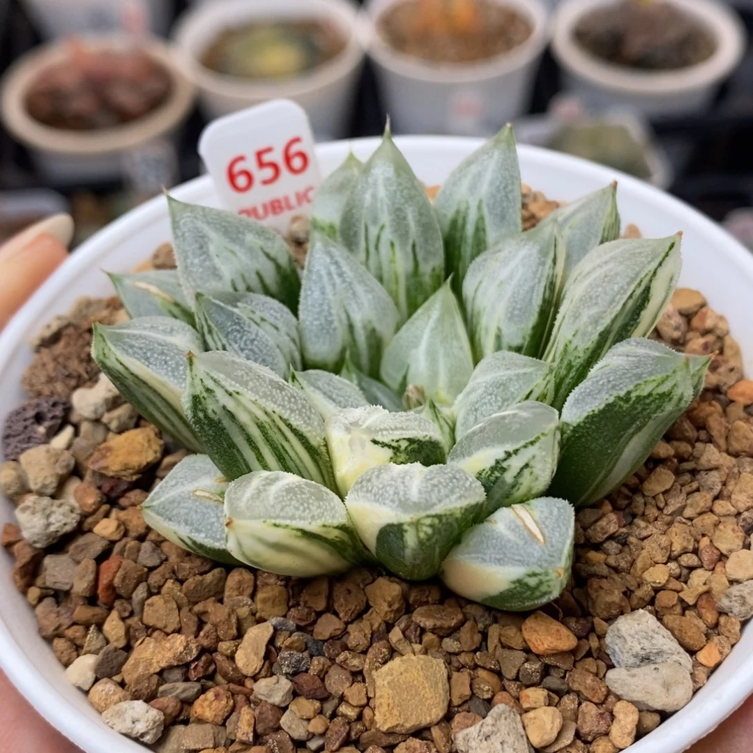 656爱心寿锦一物一拍