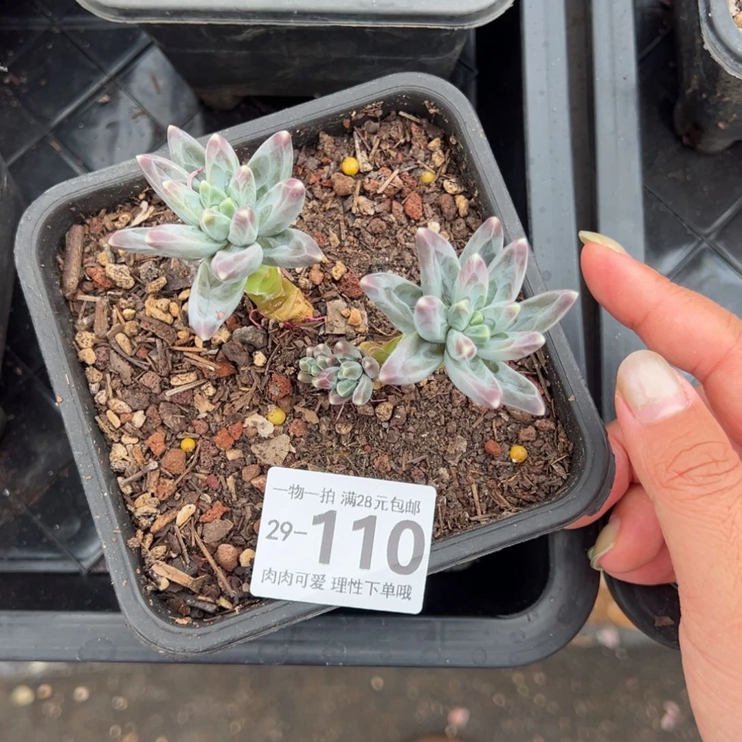 乌拉克拉多肉多肉多肉