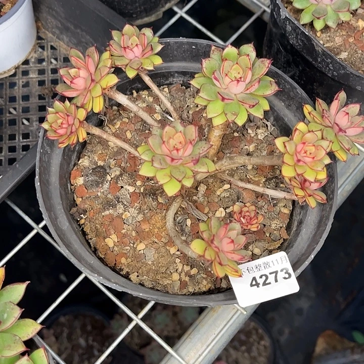 阿雅园艺。       4273