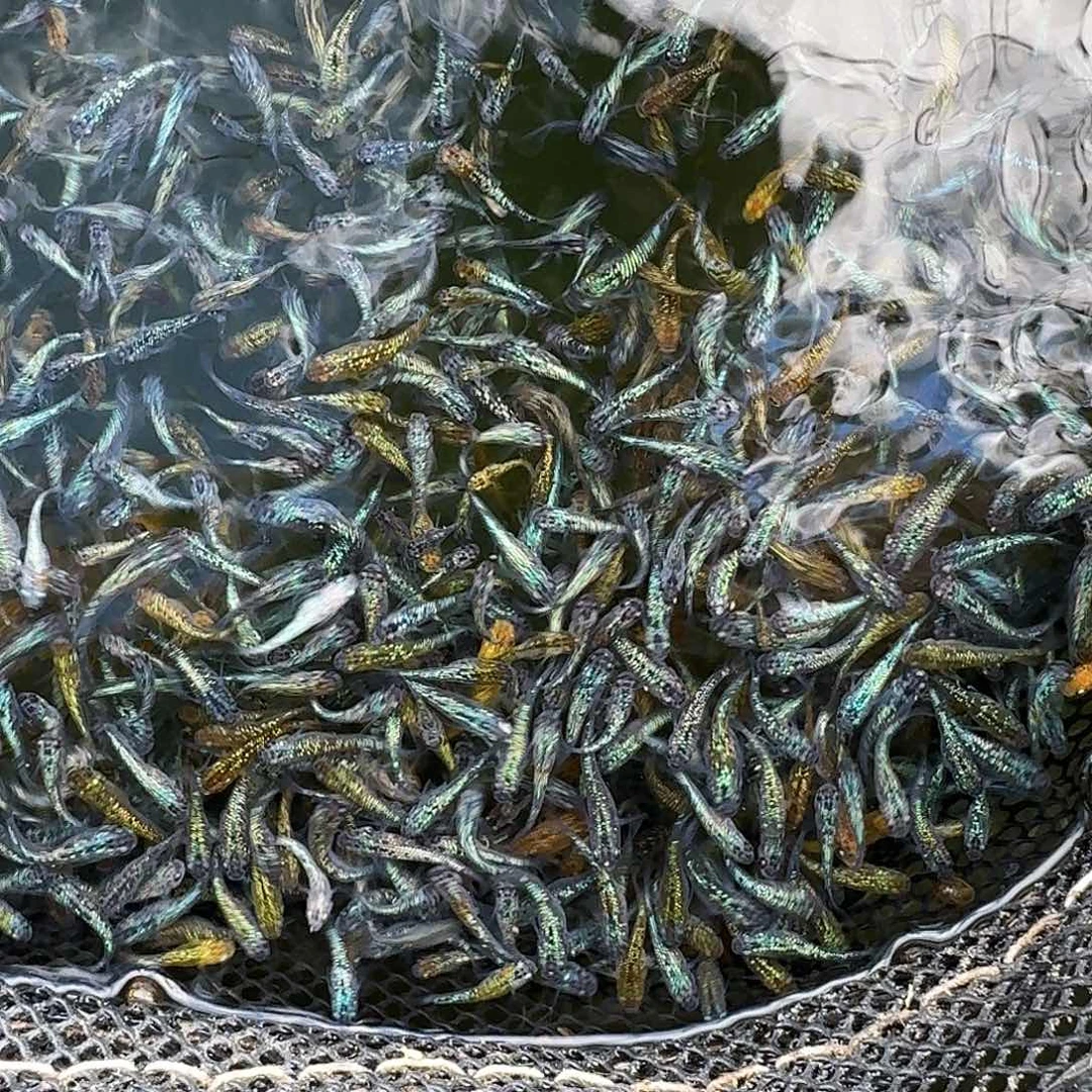 青鳉鱼2组包邮1.5-2cm观背青鳉星光10条