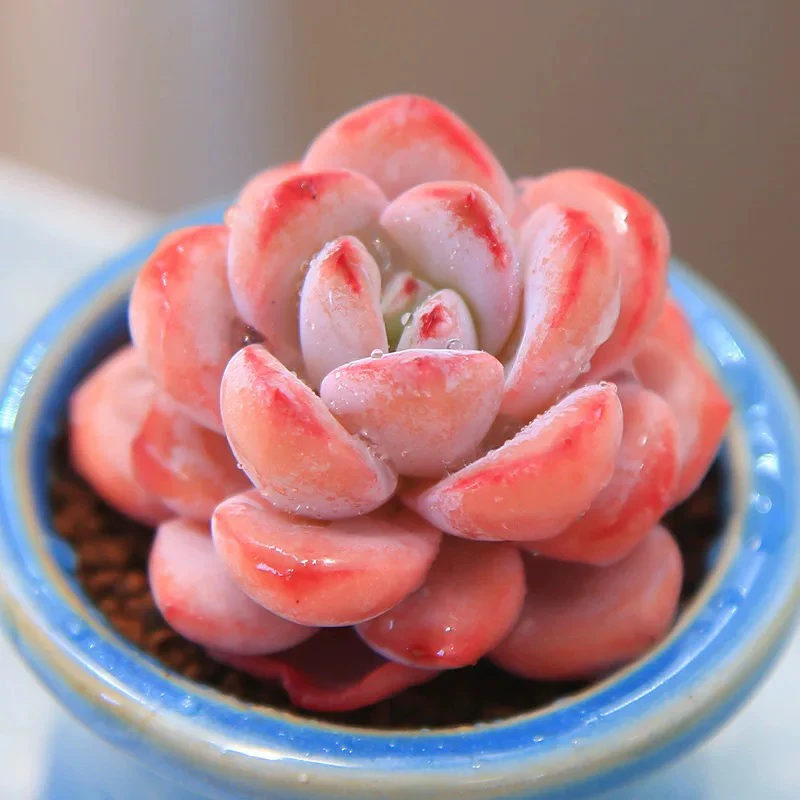 【满9.9包邮】星星雪6.5cm盆多肉植物以直播间展示为主