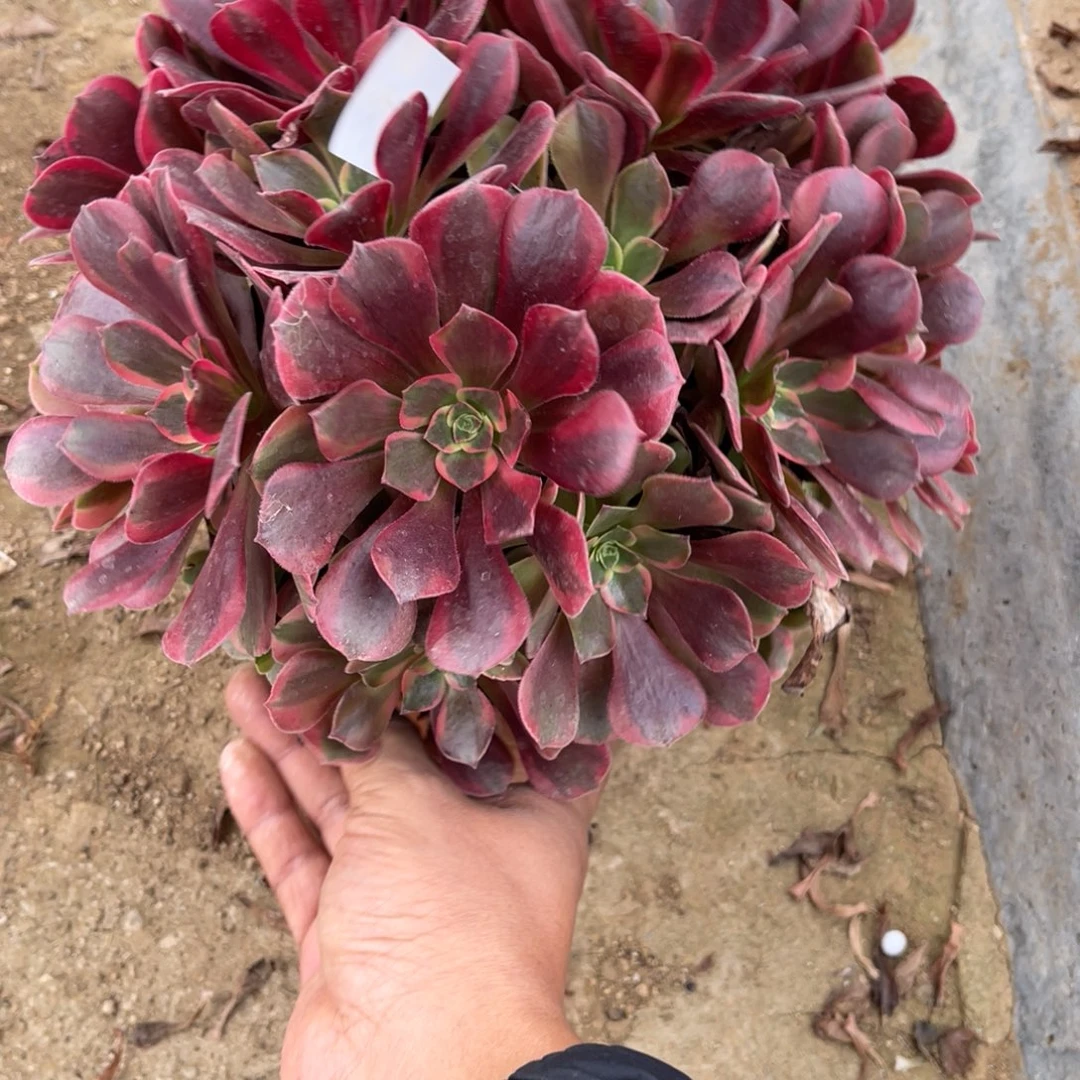 11-17-14凤冠绣球法师锦