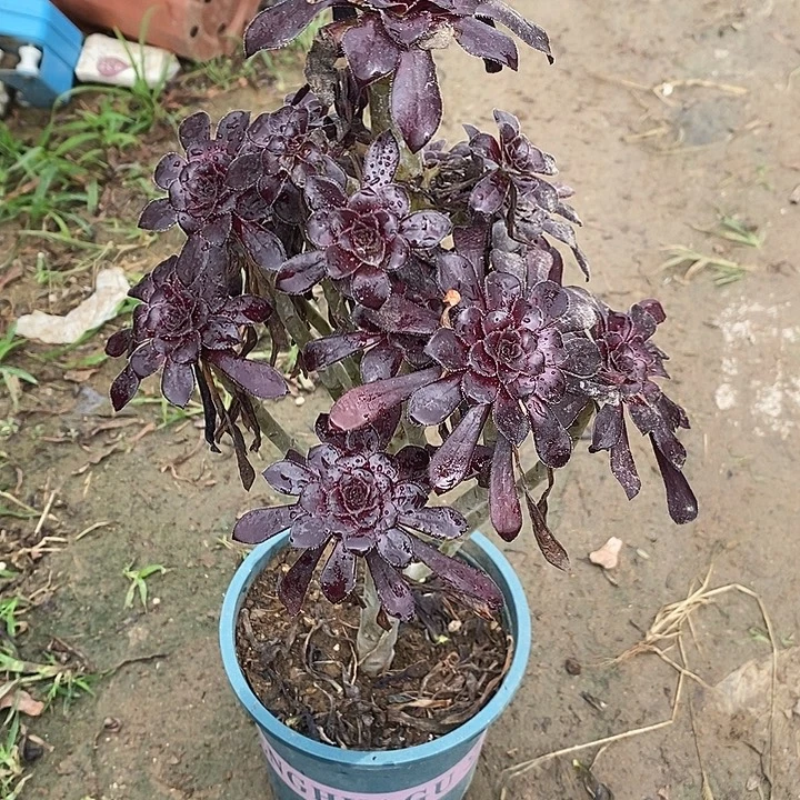 墨法49多肉植物法师法师
