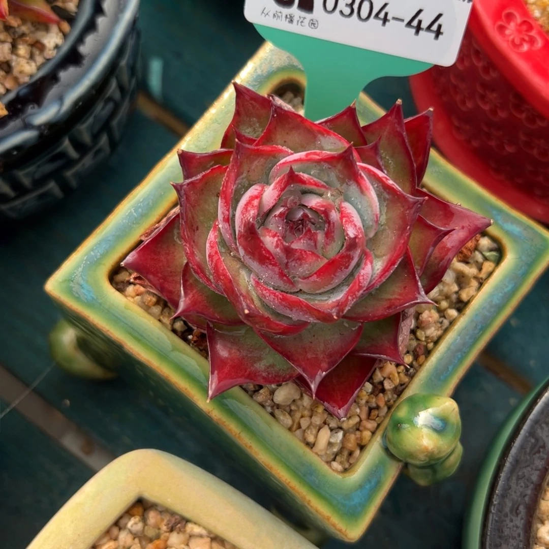 多肉一物一拍0304-44