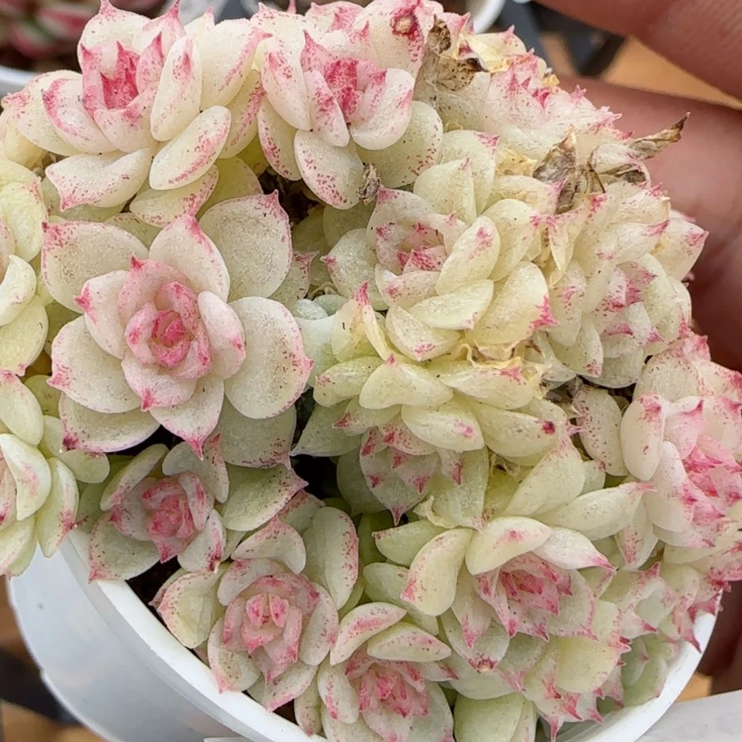 花语逸镜0226-344散
