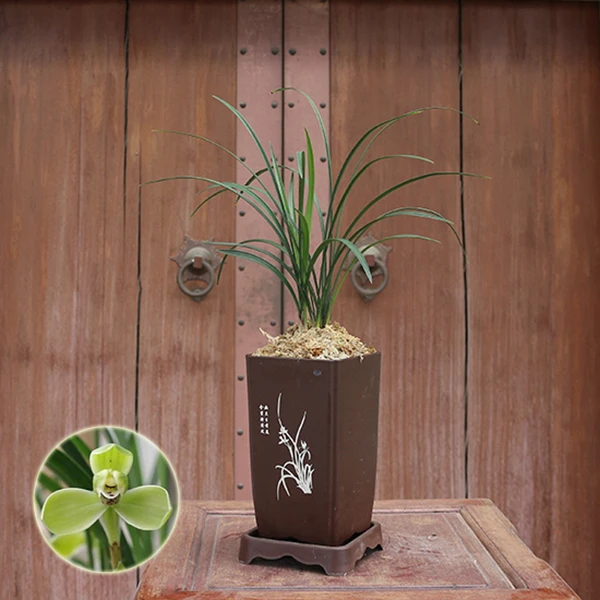 【宋梅】中国春兰传统铭品兰草花卉阳台客厅庭院好养盆栽室内兰花