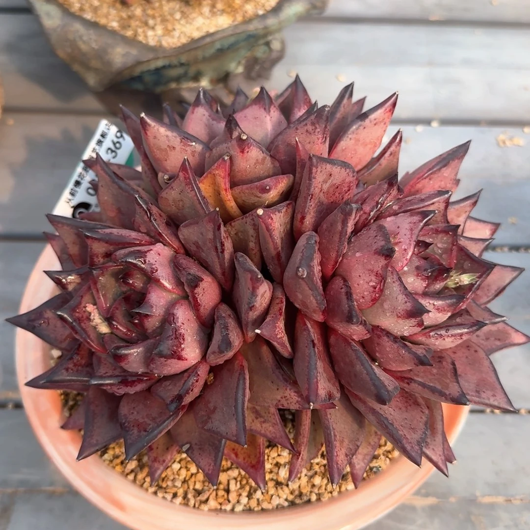 从前慢多肉精选编号0310.369