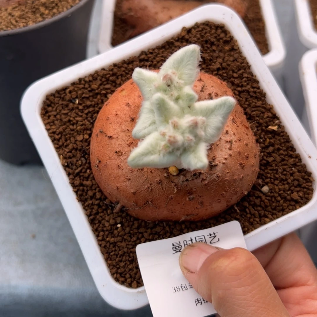 *️****95号断崖女王3,13多肉