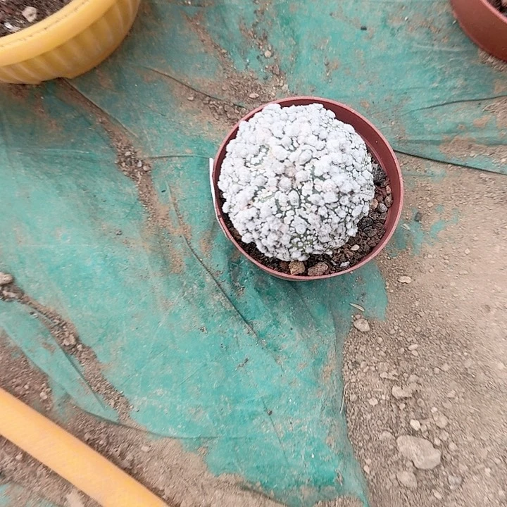 勇***鼠哈哈哈哈哈哈哈哈哈哈