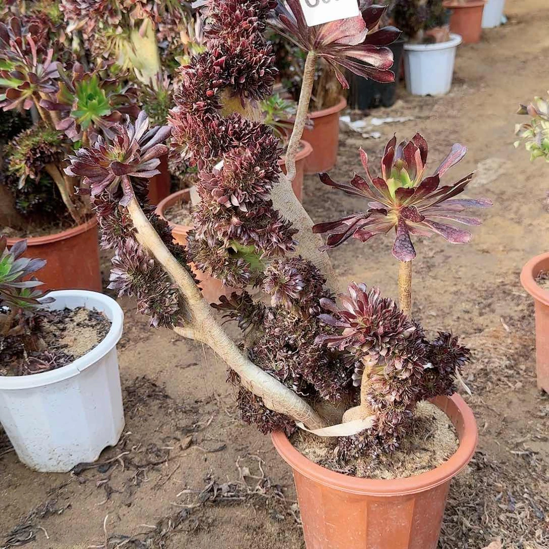 002黑法师一颗呀呀