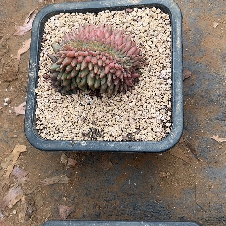 秋***u多肉植物实物直播实物64