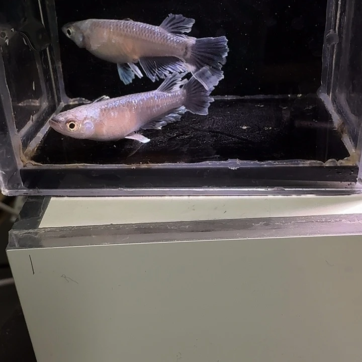 青鳉鱼一物一拍336